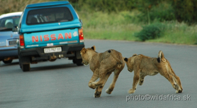 puku rsa 394.jpg - Evening encounter with eight lions near Lower Sabie camp.